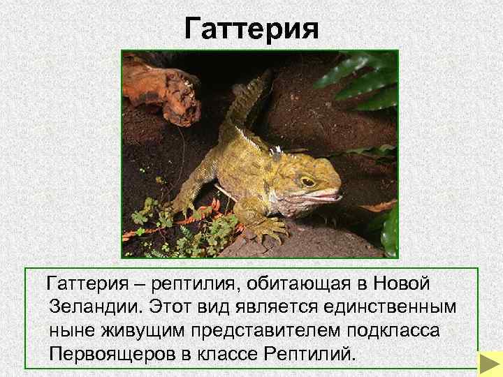Гаттерия – рептилия, обитающая в Новой Зеландии. Этот вид является Гаттерия – рептилия, обитающая в Новой Зеландии. Этот вид является