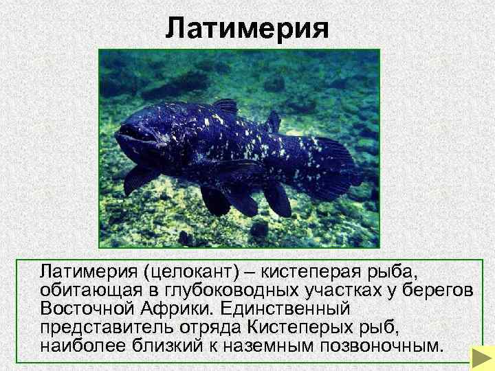 Латимерия (целокант) – кистеперая рыба, обитающая в глубоководных участках у Латимерия (целокант) – кистеперая рыба, обитающая в глубоководных участках у