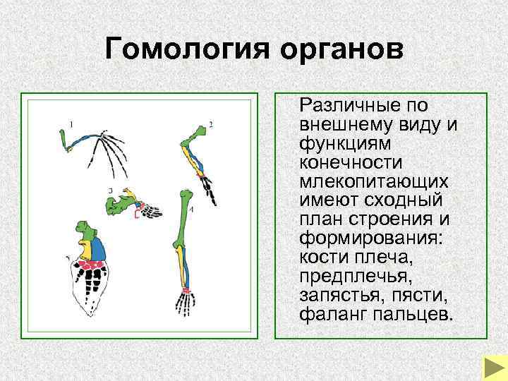 Гомология органов Различные по внешнему виду и функциям Гомология органов Различные по внешнему виду и функциям