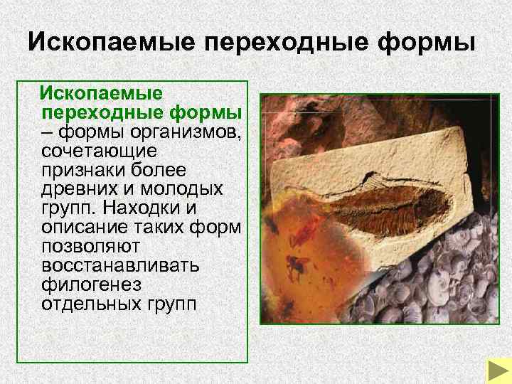 Ископаемые переходные формы Ископаемые переходные формы – формы организмов, сочетающие признаки Ископаемые переходные формы Ископаемые переходные формы – формы организмов, сочетающие признаки