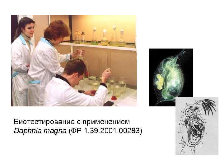 Биотестирование с применением   Daphnia magna (ФР 1. 39. 2001. 00283) 