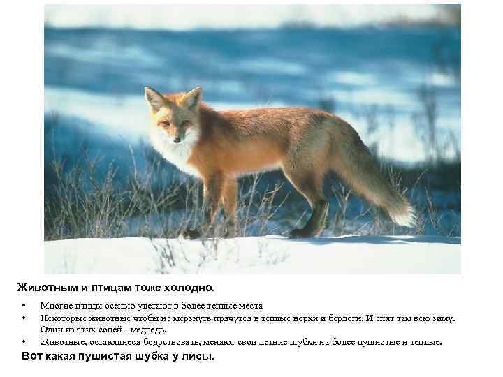 Животным и птицам тоже холодно.  •  Многие птицы осенью улетают в более