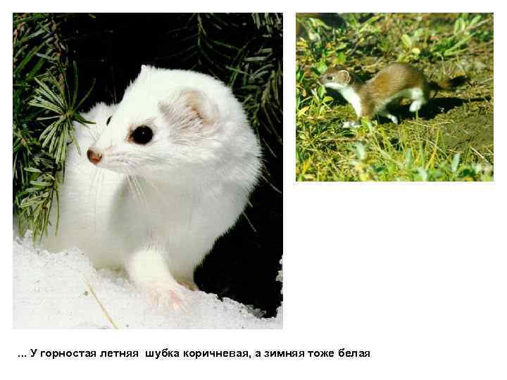 . . . У горностая летняя шубка коричневая, а зимняя тоже белая 