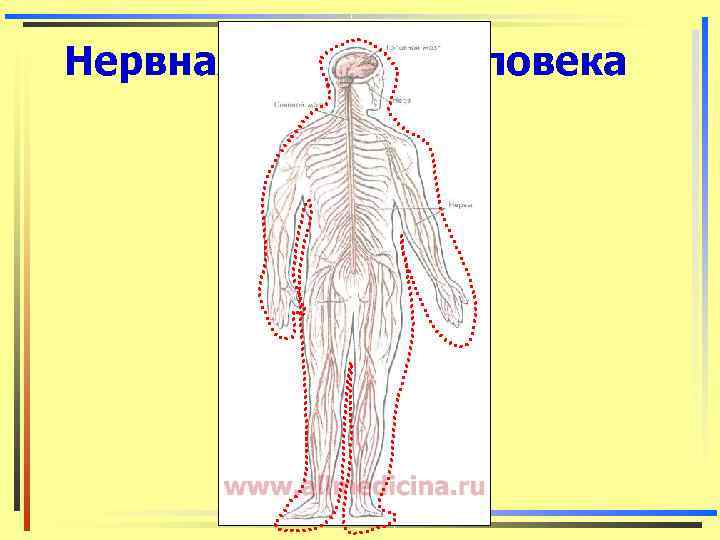 Нервная система человека 