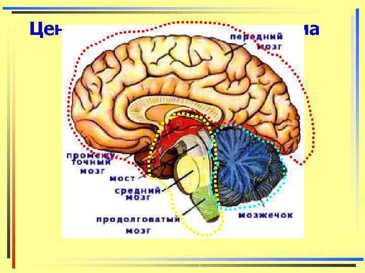 Центральная нервная система 