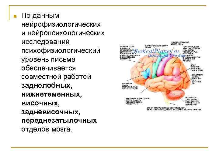 n  По данным нейрофизиологических и нейропсихологических исследований психофизиологический уровень письма обеспечивается совместной работой