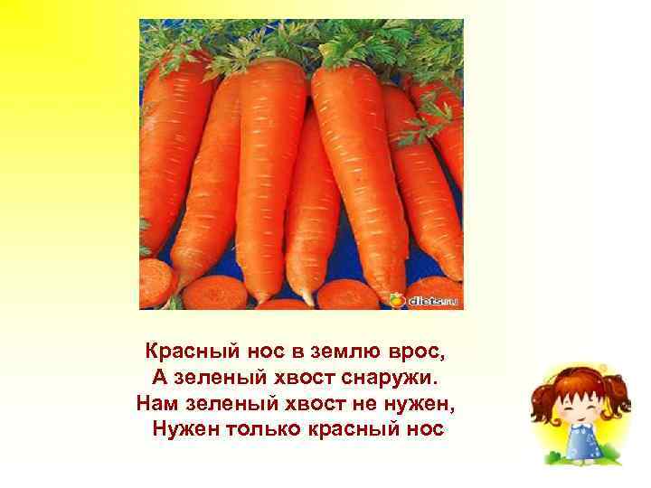  Красный нос в землю врос, А зеленый хвост снаружи.  Нам зеленый хвост