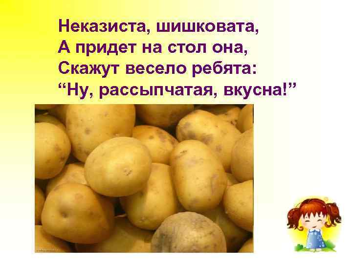 Неказиста, шишковата, А придет на стол она, Скажут весело ребята: “Ну, рассыпчатая, вкусна!” 