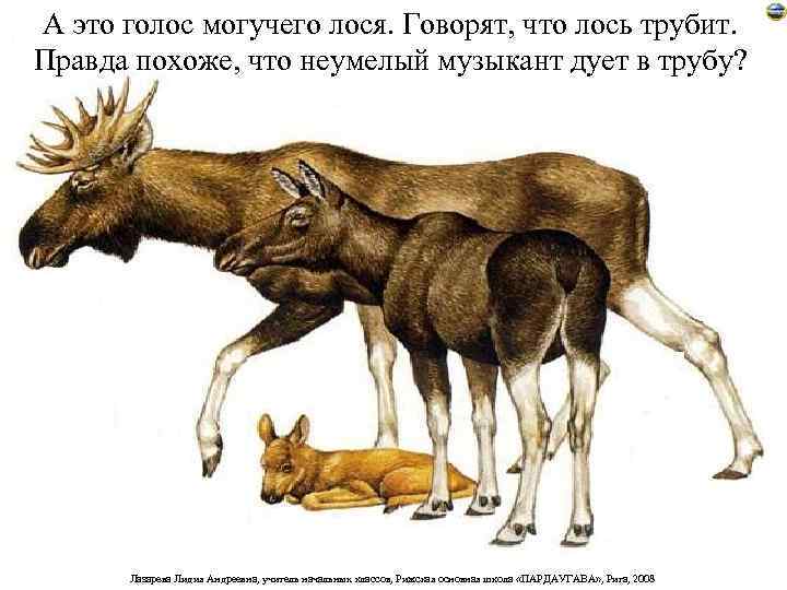 А это голос могучего лося. Говорят, что лось трубит. Правда похоже, что неумелый музыкант