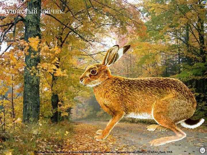 пушистый зайчик.   Лазарева Лидия Андреевна, учитель начальных классов, Рижская основная школа «ПАРДАУГАВА»