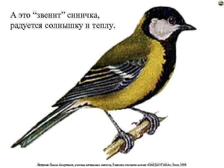 А это “звенит” синичка, радуется солнышку и теплу.  Лазарева Лидия Андреевна, учитель начальных