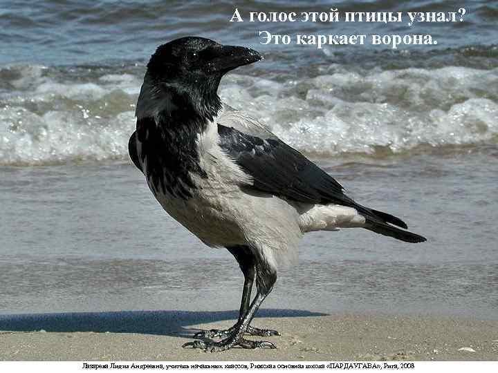     А голос этой птицы узнал?     Это