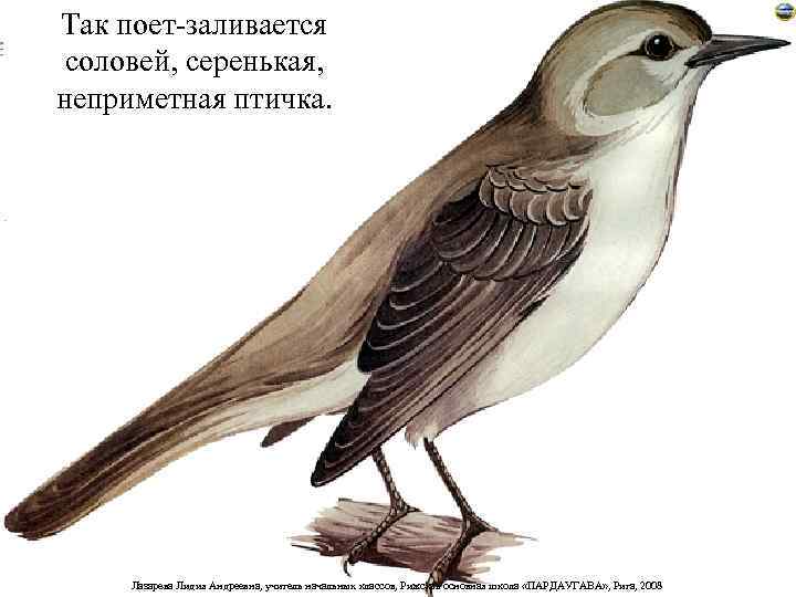 Так поет-заливается соловей, серенькая, неприметная птичка.  Лазарева Лидия Андреевна, учитель начальных классов, Рижская