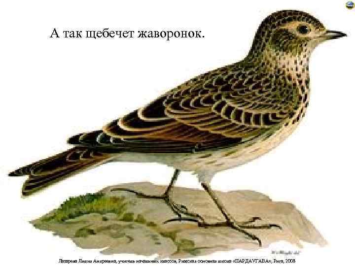 А так щебечет жаворонок.  Лазарева Лидия Андреевна, учитель начальных классов, Рижская основная школа