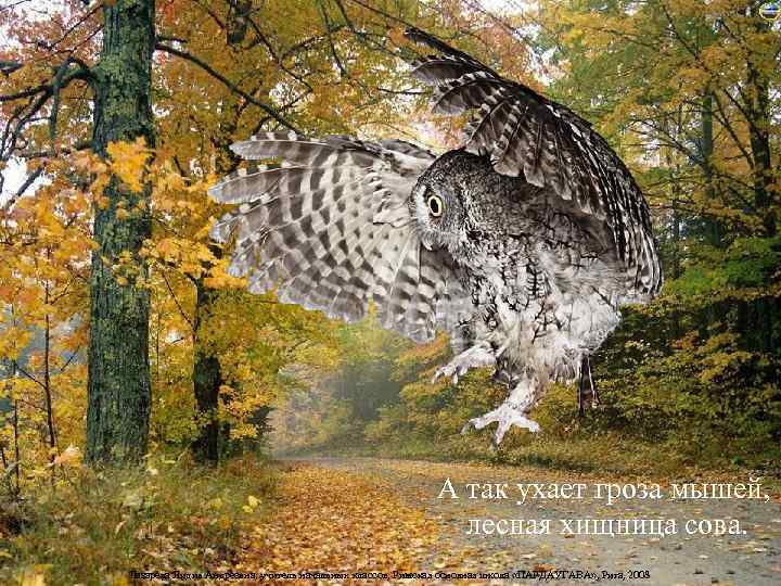      А так ухает гроза мышей,    