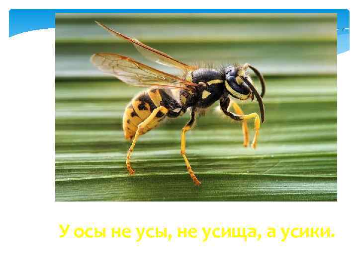 У осы не усы, не усища, а усики. 