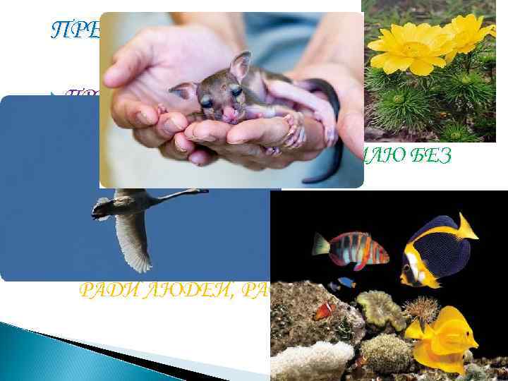 ПРЕДСТАВЬТЕ СЕБЕ НЕБО БЕЗ   ПТИЦ ПРЕДСТАВЬТЕ СЕБЕ МОРЯ БЕЗ РЫБ ПРЕДСТАВЬТЕ СЕБЕ