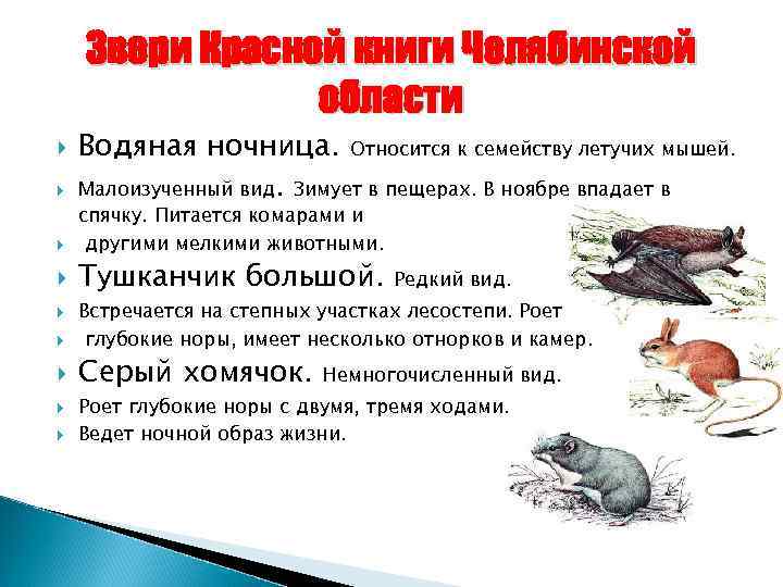   Звери Красной книги Челябинской   области Водяная ночница. Относится к семейству