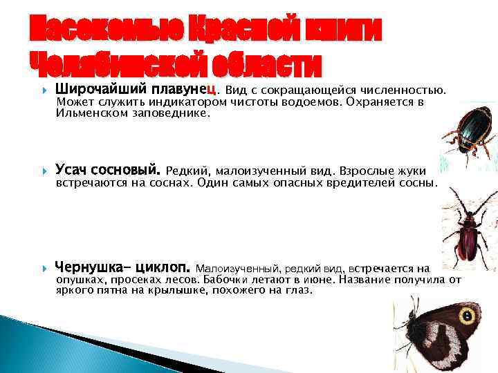 Насекомые Красной книги Челябинской области Широчайший плавунец. Вид с сокращающейся численностью. Может служить индикатором