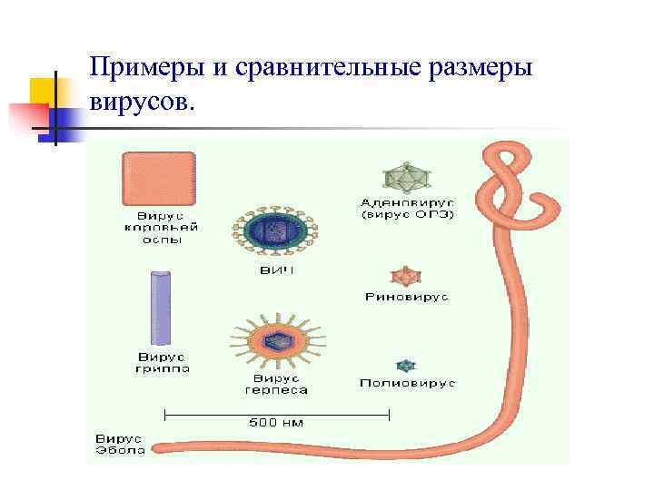 Примеры и сравнительные размеры вирусов. 