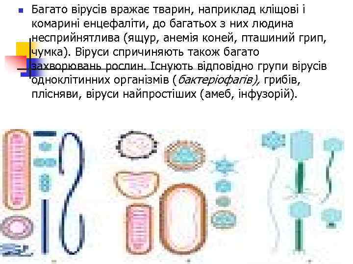 n  Багато вірусів вражає тварин, наприклад кліщові і комарині енцефаліти, до багатьох з