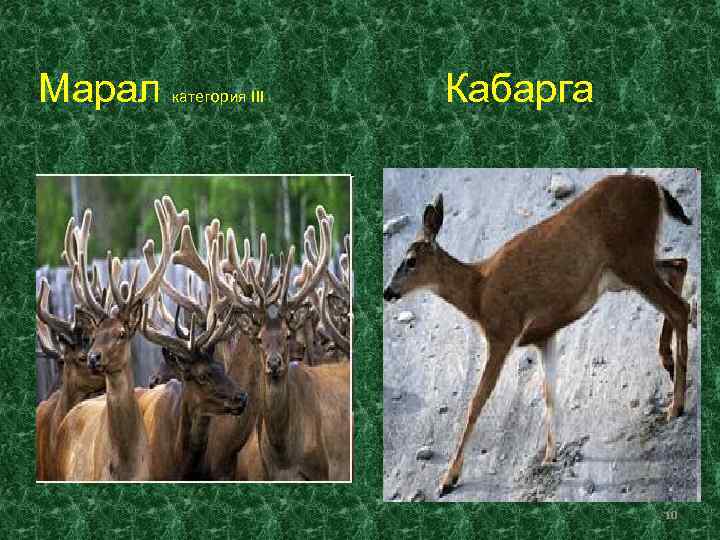 Марал категория III  Кабарга       10 