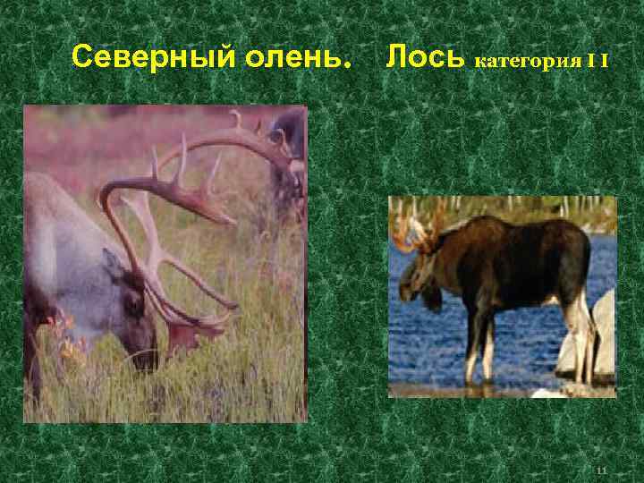 Северный олень.  Лось категория I I    11 