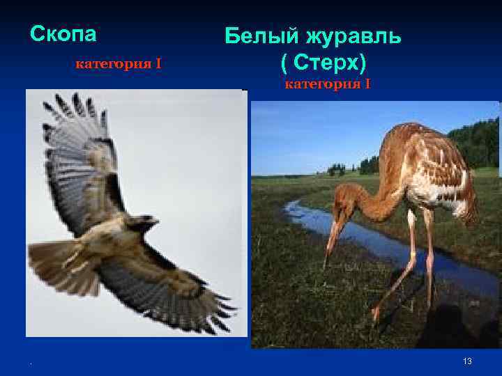 Скопа   Белый журавль категория I  ( Стерх)    категория