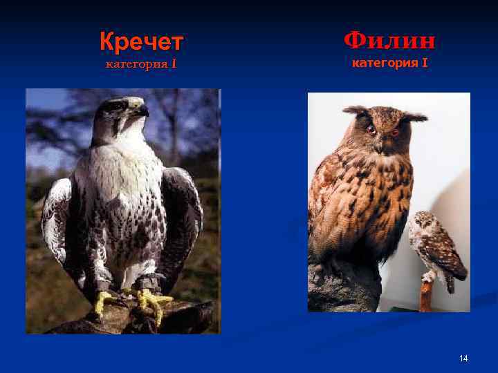 Кречет  Филин категория I       14 