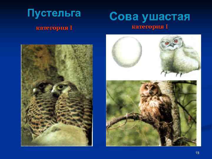 Пустельга Сова ушастая категория I       15 