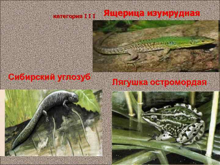    категория I I I  Ящерица изумрудная Сибирский углозуб  