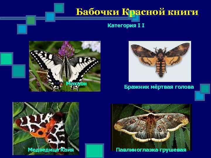    Бабочки Красной книги    Категория I I  