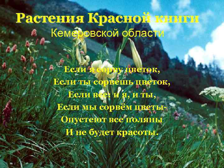 Растения Красной книги Кемеровской области   Если я сорву цветок, Если ты сорвешь