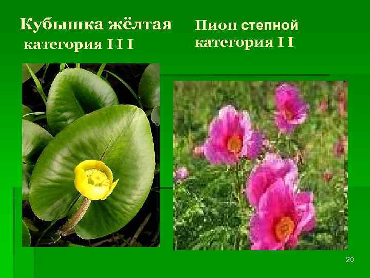 Кубышка жёлтая  Пион степной категория I I I  категория I I 