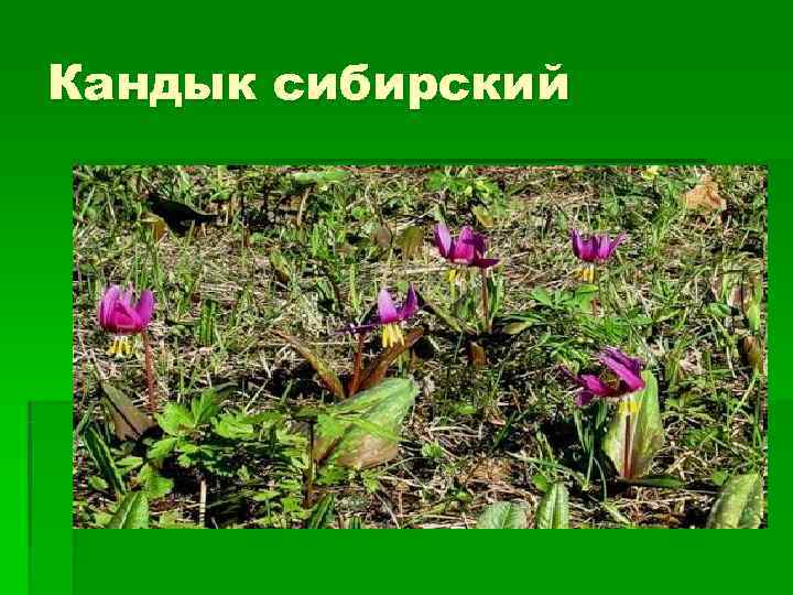 Кандык сибирский 