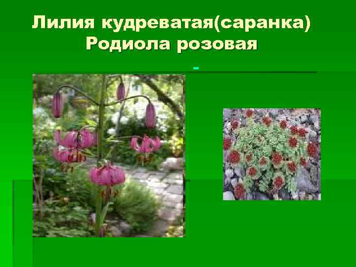 Лилия кудреватая(саранка) Родиола розовая    - 