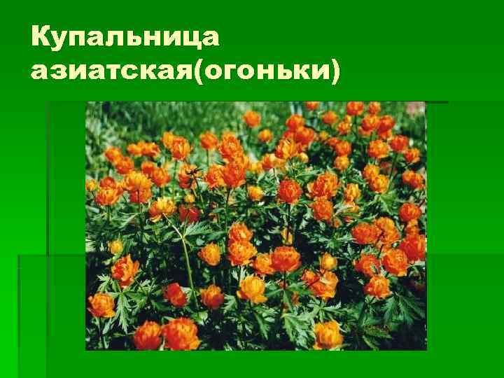 Купальница азиатская(огоньки) 