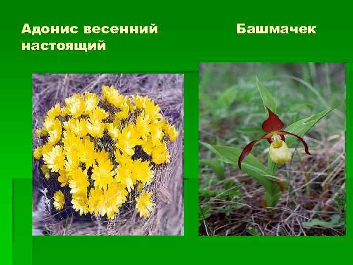 Адонис весенний  Башмачек настоящий 