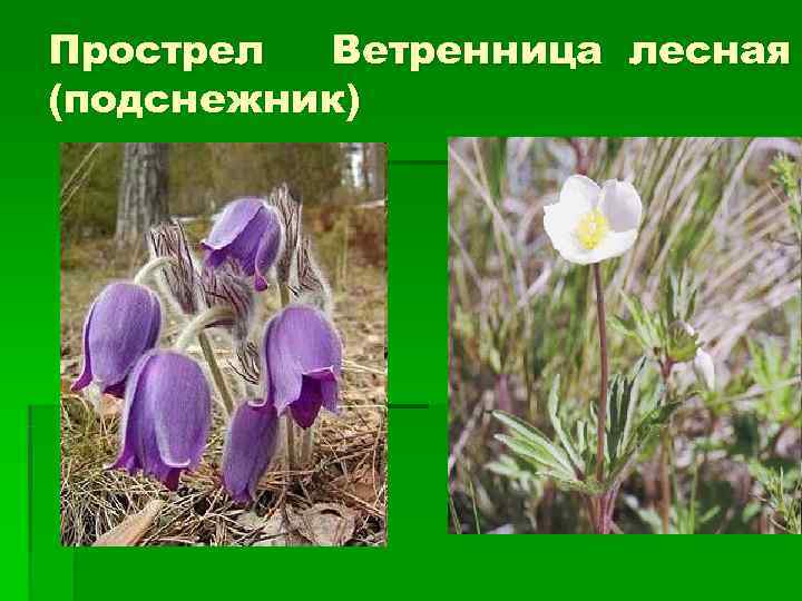 Прострел Ветренница лесная (подснежник) 