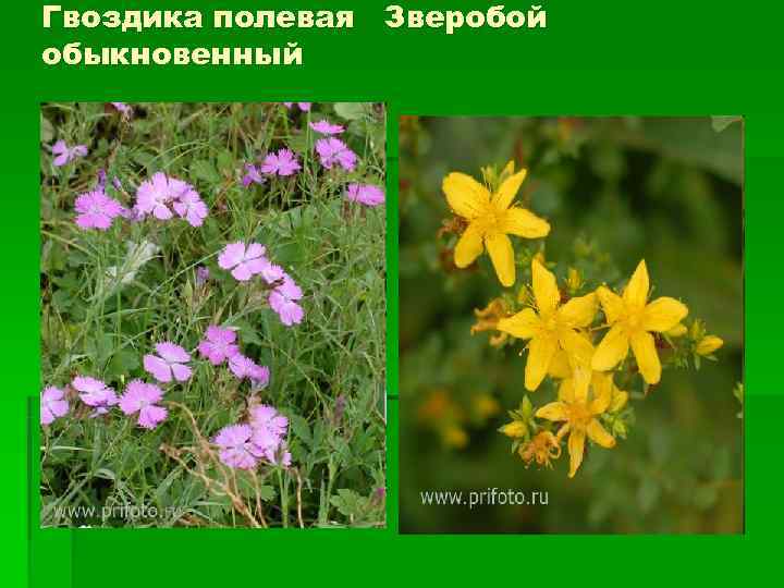 Гвоздика полевая Зверобой обыкновенный 