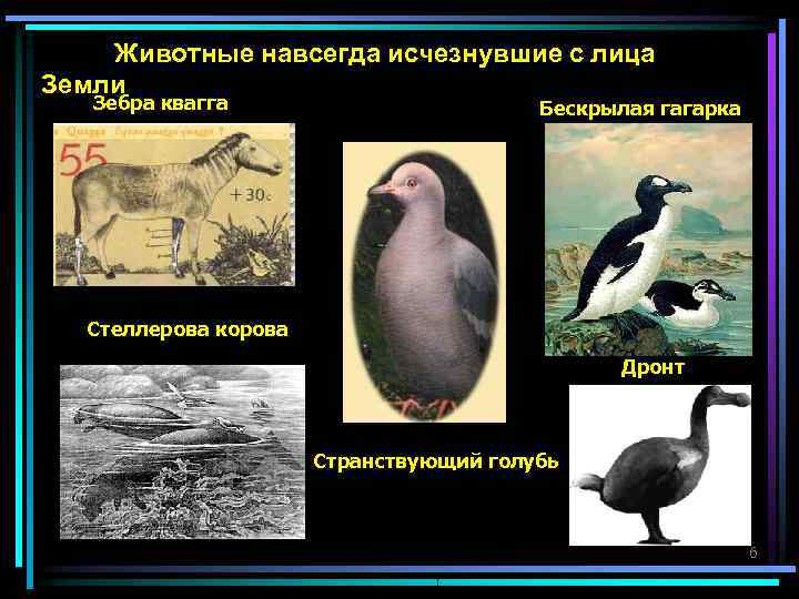   Животные навсегда исчезнувшие с лица Земли  Зебра квагга   