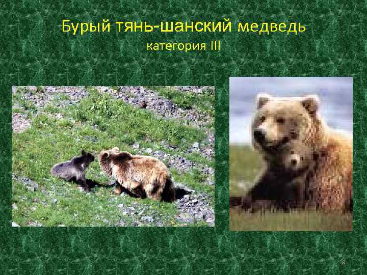 Бурый тянь-шанский медведь   категория III       8