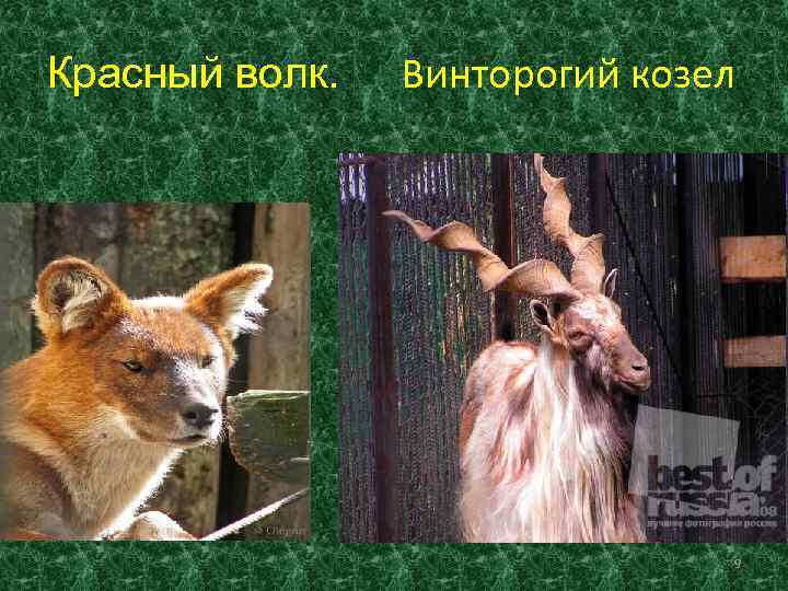 Красный волк.  Винторогий козел      9 