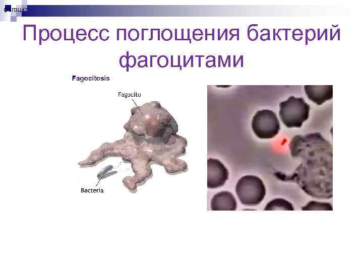 фагоцит   Процесс поглощения бактерий    фагоцитами 