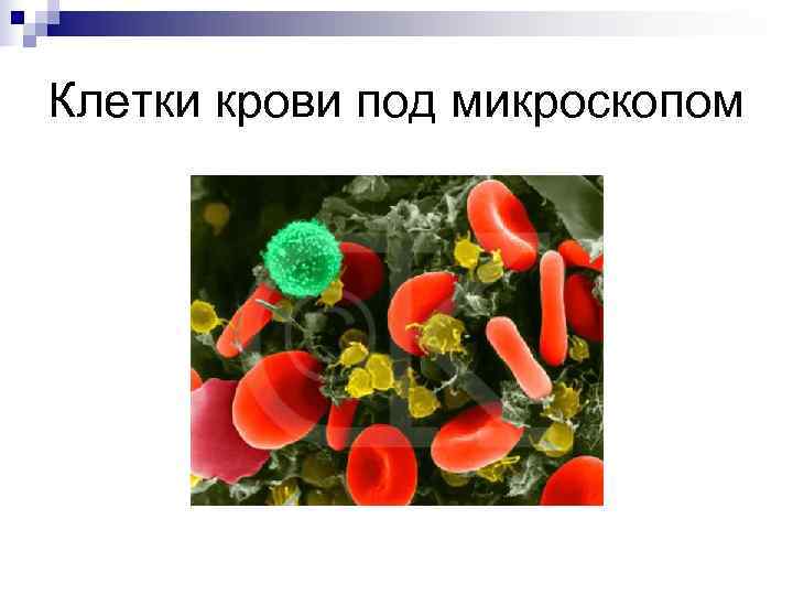 Клетки крови под микроскопом 
