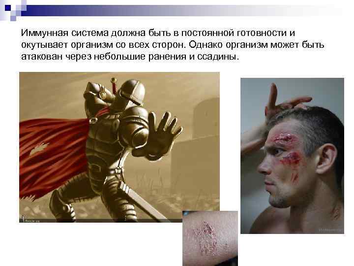 Иммунная система должна быть в постоянной готовности и окутывает организм со всех сторон. Однако