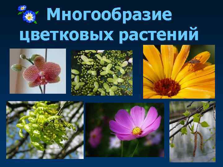   Многообразие цветковых растений 