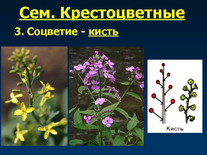 Сем. Крестоцветные 3. Соцветие - кисть 