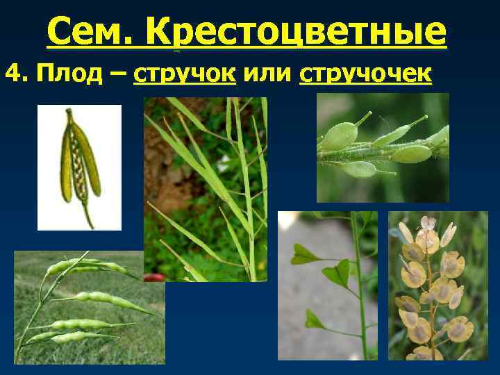  Сем. Крестоцветные 4. Плод – стручок или стручочек 