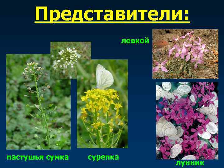  Представители:     левкой пастушья сумка  сурепка   